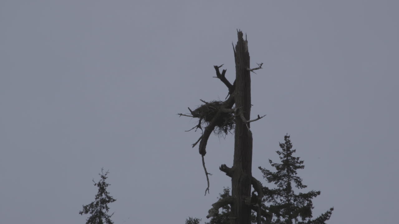 reserva del auge inglés