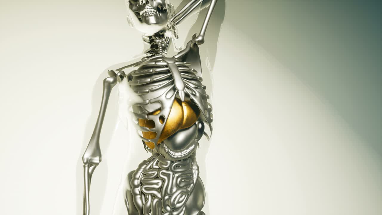 modelo de hígado humano con todos los órganos y huesos