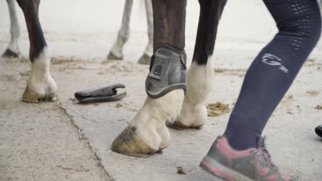 woman putting on protective boots on horse legs