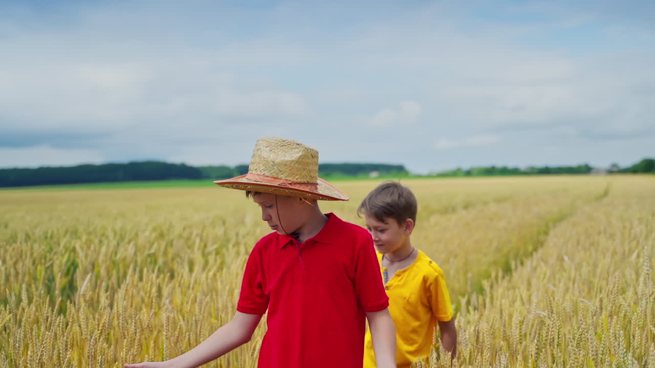 Boys walk on wheat field. Brothers talking about agriculture plants while going through agricultural land with yellow spikelets.