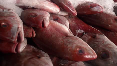 pescado fresco apilado y listo para la venta en el mercado de pescadores