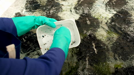 abalone spat transferred to aerated tank, person wearing green gloves