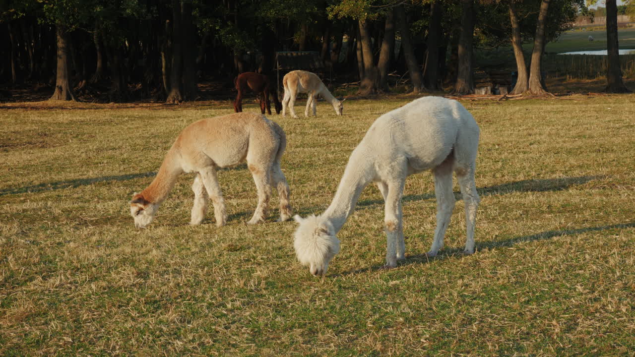 들판 에서 풀 을 잡는 알파카