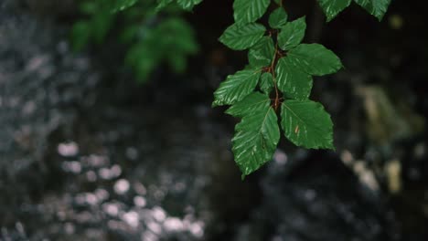 a leaf hanging over a slow moving woodland stream