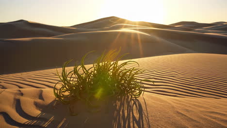 desert plant in sunrise