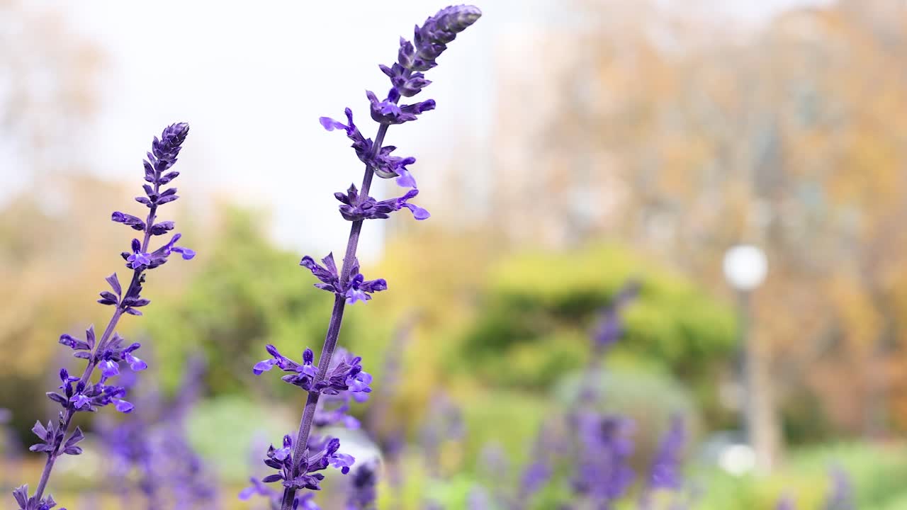 멜버른 공원에서 흔들리는 라벤더 꽃
