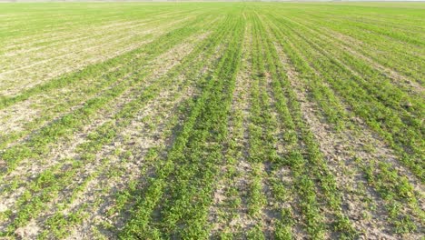 nuevos cultivos comienzan a brotar en los campos agrícolas durante la primavera - toma aérea de drones