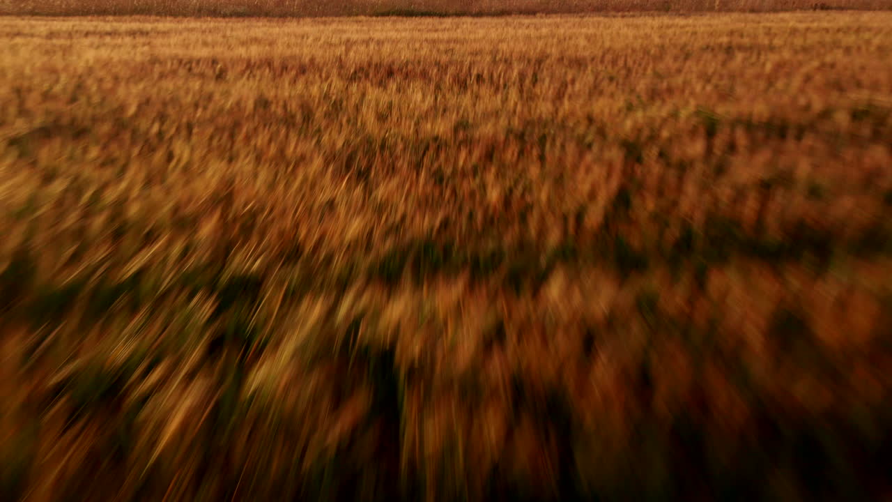 Flying fast over a wheat field