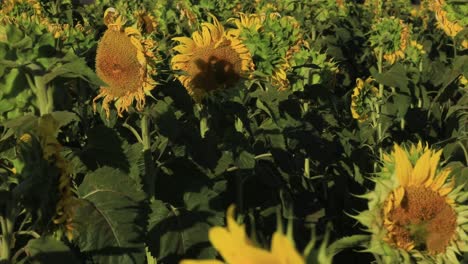 sunflowers at the end of the flowering period with mature seeds for oil production