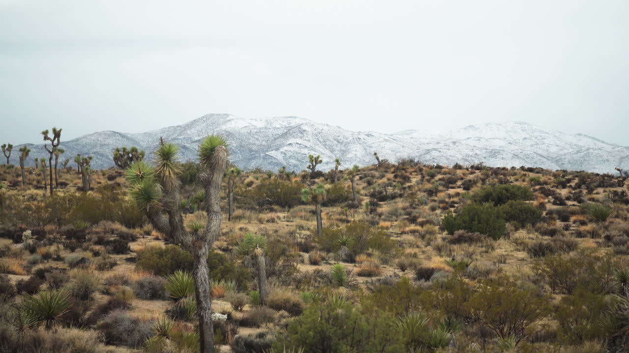 panorama de invierno en el desierto