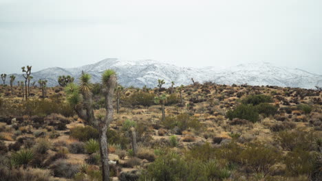 Winterpanorama-In-Der-Wüste