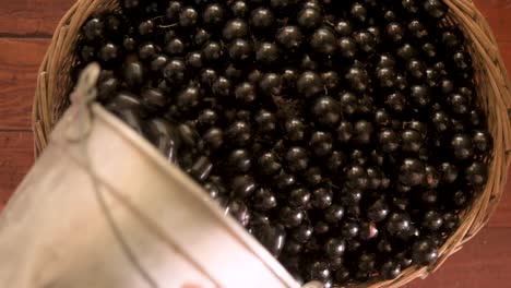 harvest of the sweet-tasting edible jabuticaba, fruit of the jabuticabeira or brazilian grapetree-2