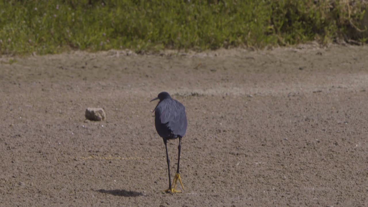 Black heron walking on dry sandy ground, captured from behind in natural daylight