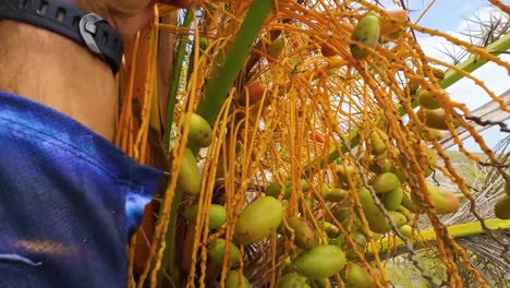 las manos del hombre toman frutas frescas de dátiles rojos de las palmeras y muestran las frutas de cerca