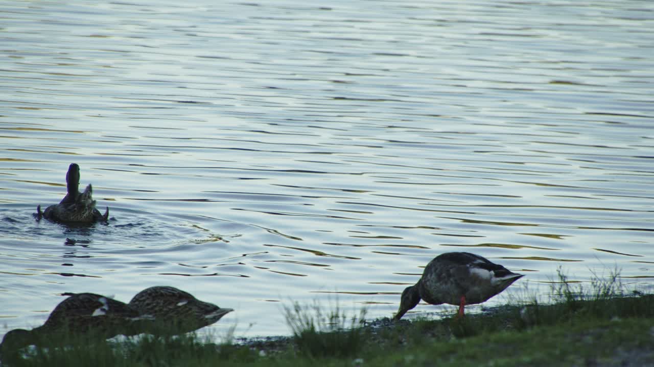 pond and ducks  swimming, high contrast4k60fps