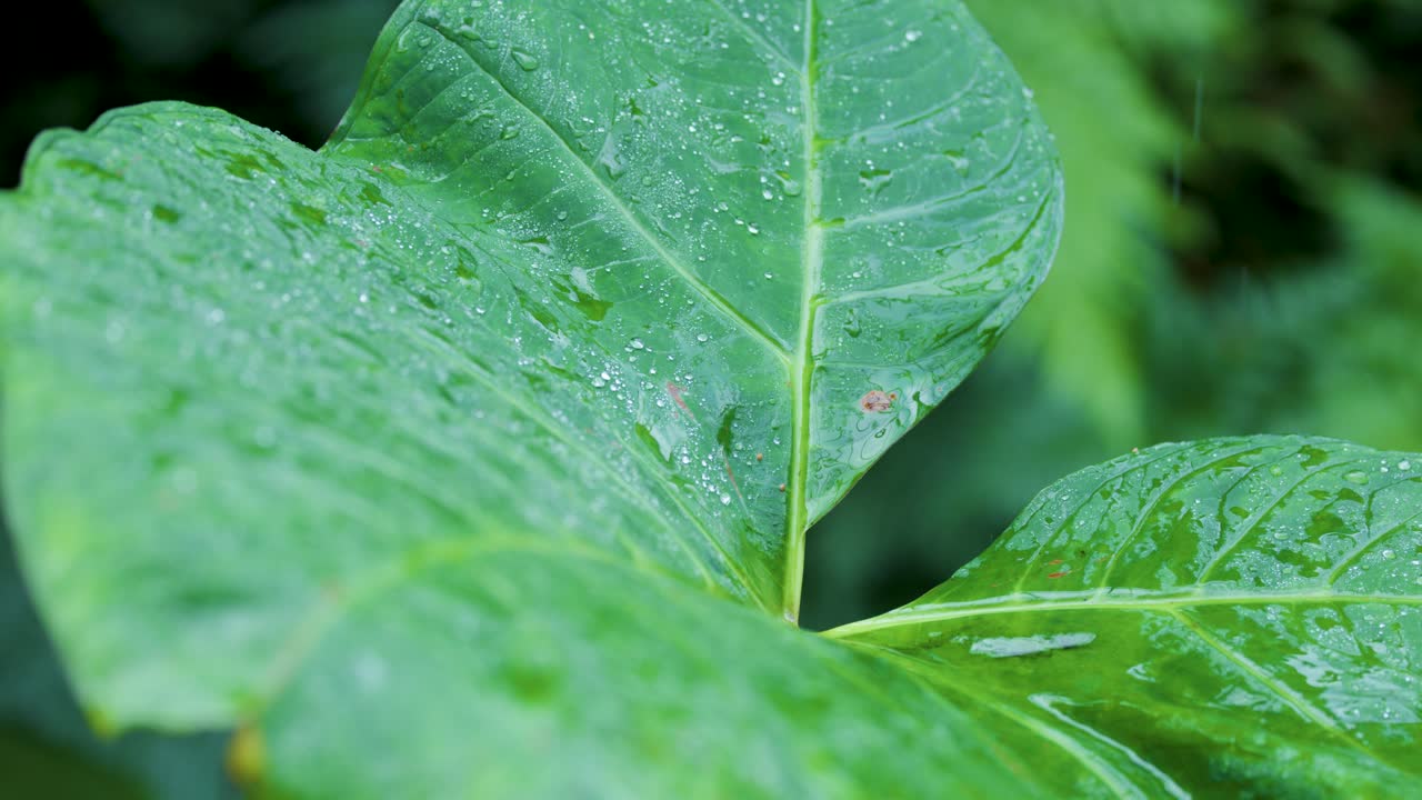 Raindrops land on large green rainforest leaves, close-up, with soft natural daylight and minimal movement
