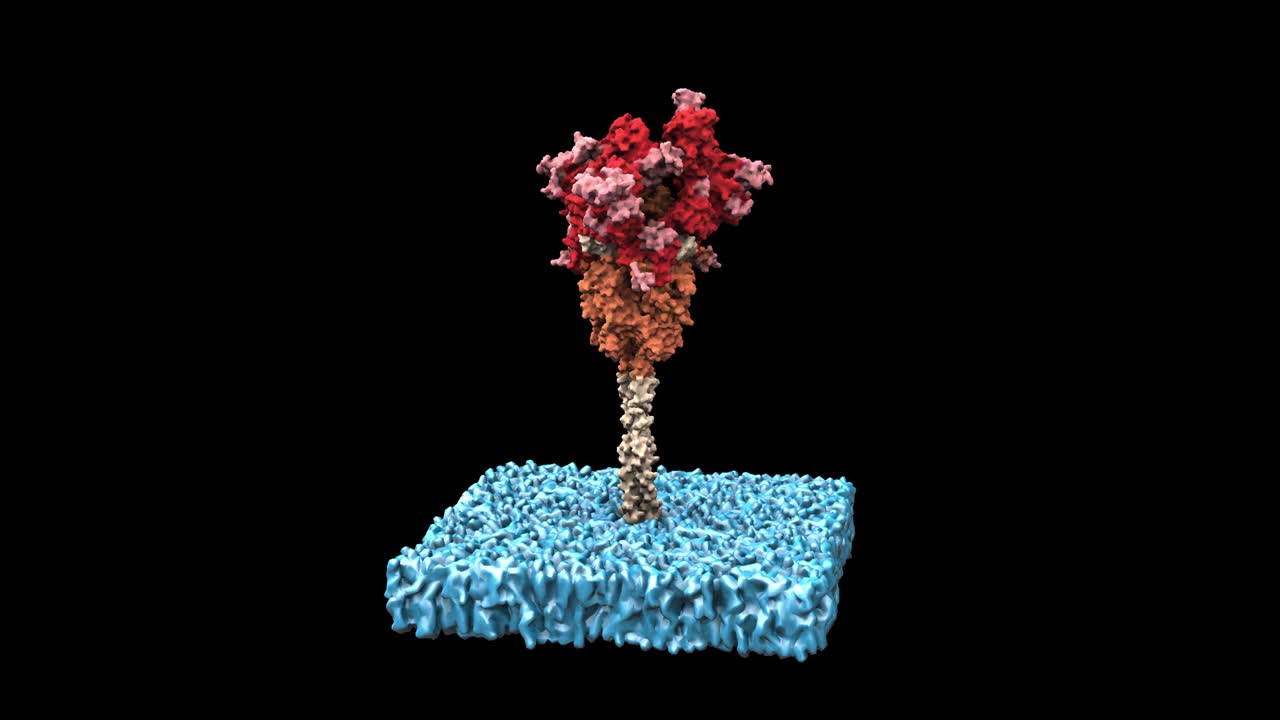 sars-cov-2 스파이크 s 단백질은 세포막 회전 루프에 있습니다.