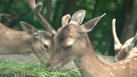 deers living in harmony grazing together at oliwa gdansk zoo