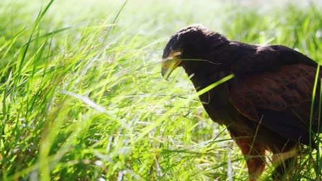 Águila-Flacón-Posada-Sobre-La-Hierba-Verde