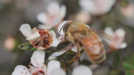 stunning close up of female honey bee foraging in manuka flower, pollination