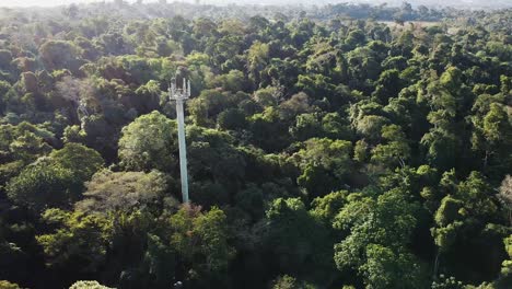 antenna towering above dense jungle forest in sunlight
