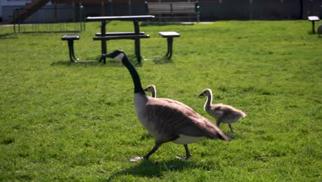 Gänse-Und-Gänschen-Laufen-Auf-Dem-Gras-In-Rockford,-Michigan