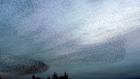 Large flock of starlings gathering on a winter evening making amazing shapes