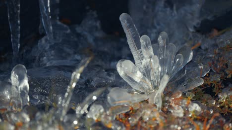 Grass-and-tiny-plants-glazed-by-ice,-creating-miniature-stalagmites-on-the-ground