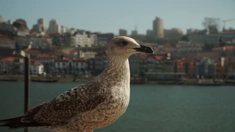 close up shot, bird flying away, scenic view of douro river in porto, portugal in the background