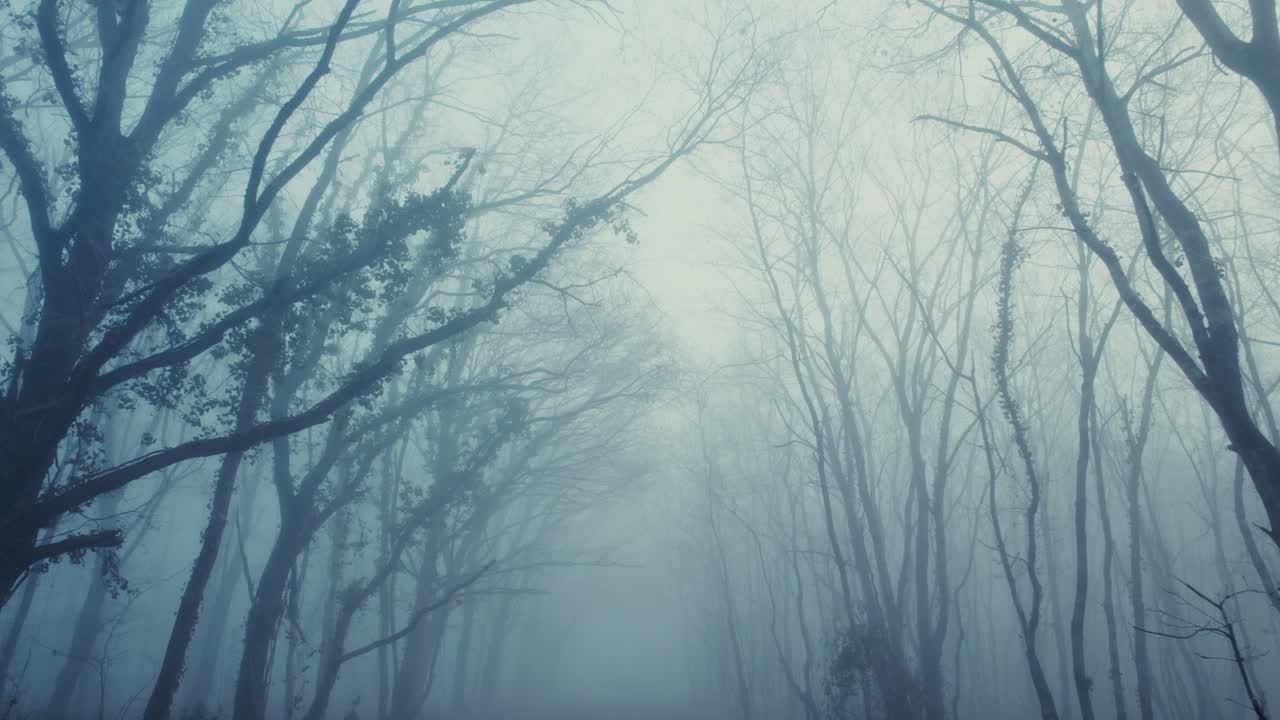 Moving slowly forward through misty forest, horror movie scene, low angle