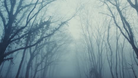 moving slowly forward through misty forest, horror movie scene, low angle