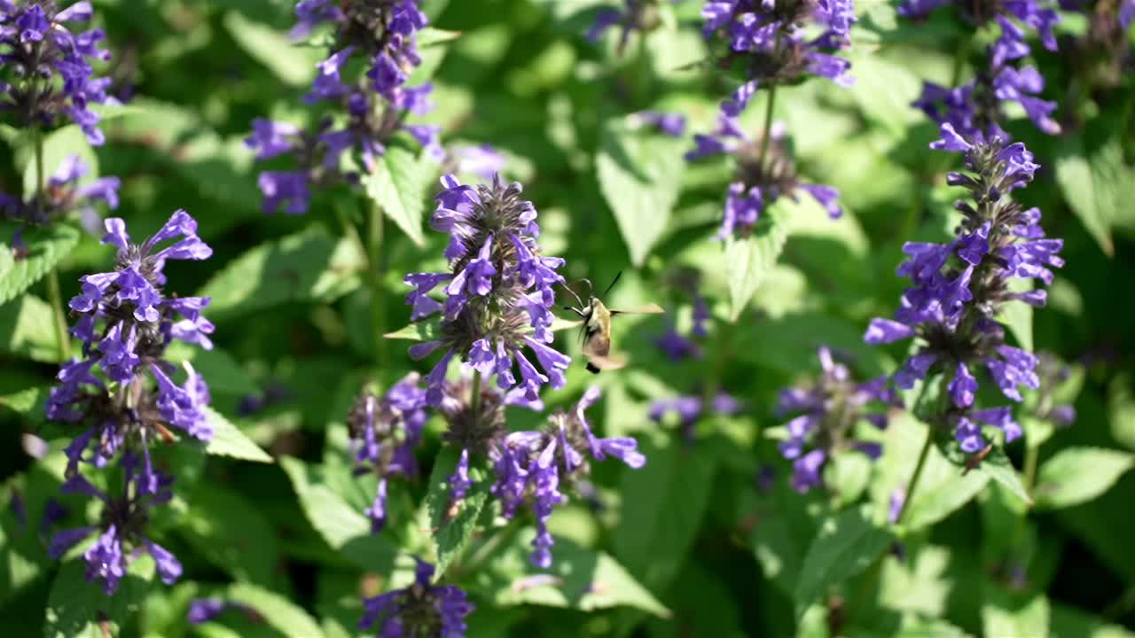 음식 을 수집 하는 균형 을 잡고 있는 호크 나방 의 뒷면