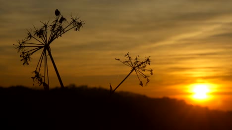 wunderschöner sonnenuntergang mit sonne hinter bäumen auf einem hügel