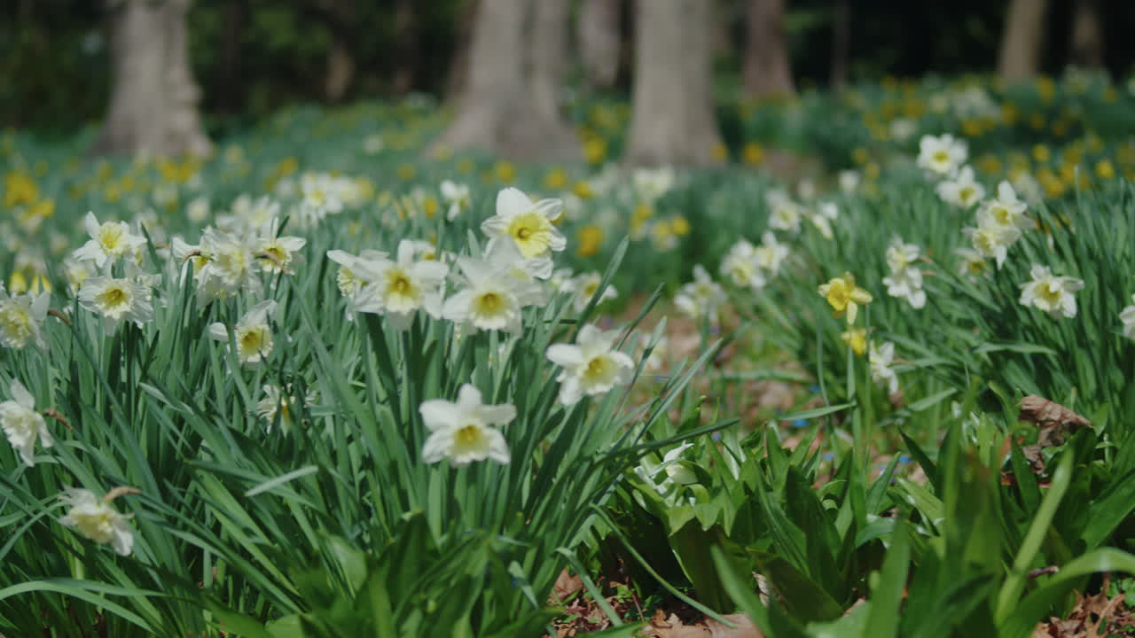 Panning Shot Revealing a Meadow Full of Various Daffodils in the Spring