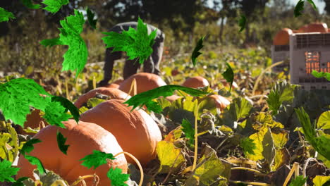 animation of autumn leaves falling over man working on pumpkin patch