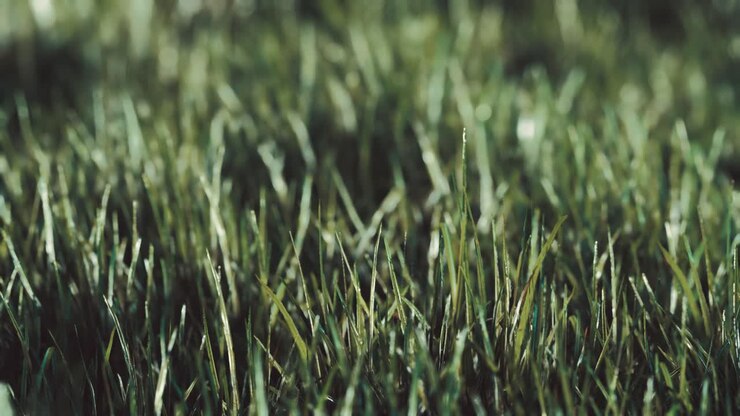 Primo piano di erba fresca e folta al mattino presto