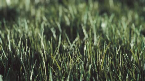 Close-up-of-fresh-thick-grass-in-the-early-morning