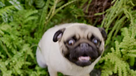 Pug dog.