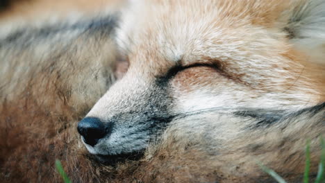 macro de la cara de un zorro rojo durmiendo tranquilamente en zao fox village en shiroishi, miyagi, japón