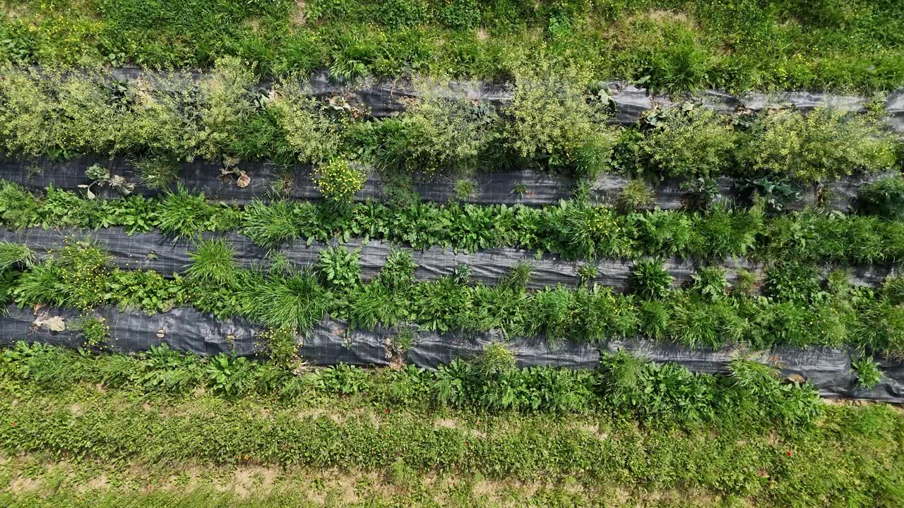 Drone pans over parallel rows of saplings in early growth stage, with black plastic sheeting for weed suppression across vibrant green terrain