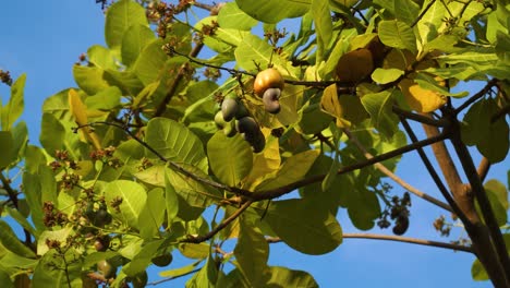 close up shot of tropical cashew tree with cashew seeds growing in wilderness during sunny day with blue sky