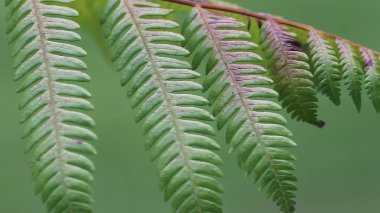 이국적인 녹색 식물 매크로