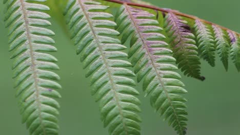 exotic green plants macro