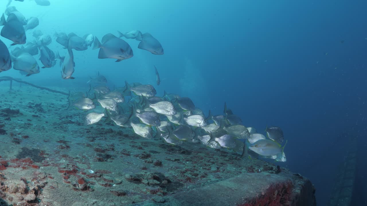 Underwater footage moving along a sunken shipwreck revealing a large school of silver fish gathering on the rusted deck of the Ex-HMAS Tobruk
