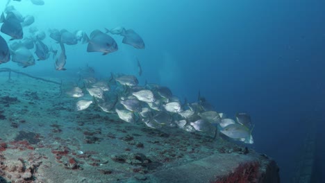 underwater footage moving along a sunken shipwreck revealing a large school of silver fish gathering on the rusted deck of the ex-hmas tobruk