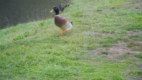 Nueve-Patos-Contoneándose-Cómicamente-A-Través-Del-Marco-Uno-Por-Uno-Bajo-La-Lluvia