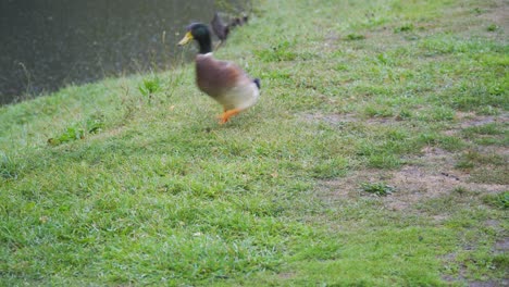 nueve patos contoneándose cómicamente a través del marco uno por uno bajo la lluvia