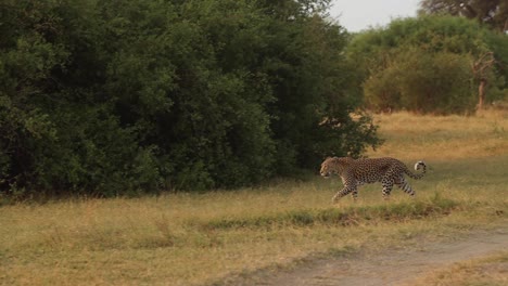 extreme wide shot of a leopard walking through the wilderness of khwai, botswana