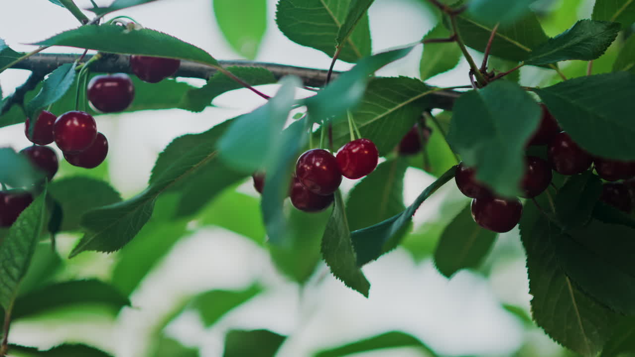 Close up of red cherries on a tree with the sun peaking through the leaves