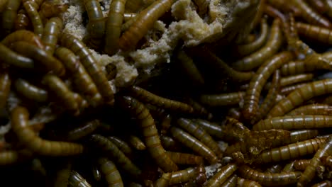 The-Mealworm-is-a-species-of-Darkling-Beetle-used-to-feed-pets-like-fish,-snakes,-birds,-and-frogs